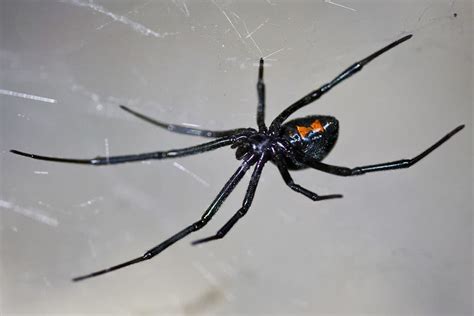 Reptiles will eat them, too, and most lizards and snakes in the desert are not dangerous. The race of the male black widow spider to find mates ...