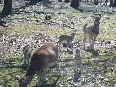 Wild Animal Safari In Strafford Missouri Kid Friendly Attractions