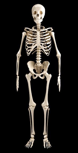 Human Skeleton Stock Photo Download Image Now Istock