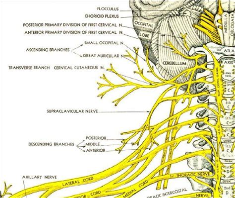 Cervical Nerve Innervation Chart