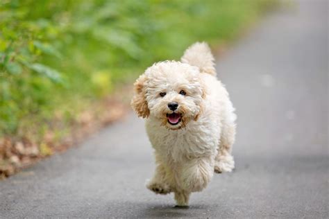 Maltipoo Dog Breed Information And Characteristics Daily Paws