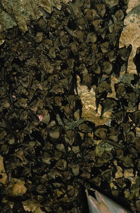 Flying Fox Bats Hanging Dormant In Cave Photograph By