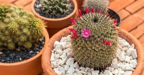 If you want to grow a cactus to their full size, it may take many years. How Fast Do Cactus Grow (Tricks To Make A Cactus Grow ...