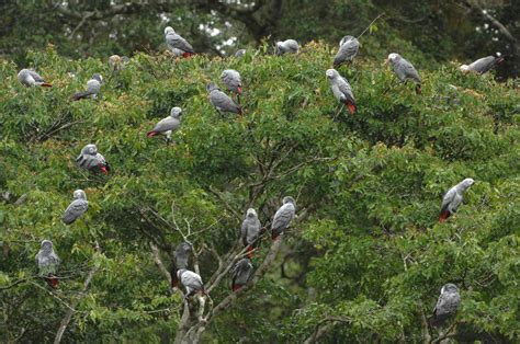 Une Vision Qui Se Fait Rare Du Gris Du Gabon Grey Parrot