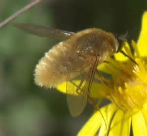 Tan Fuzzy Bee Fly Systoechus Bugguidenet
