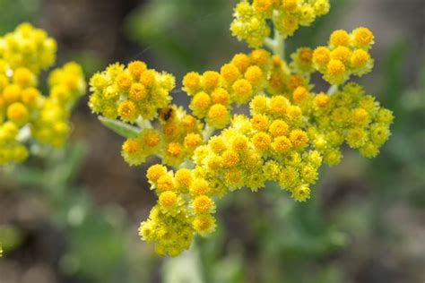 Helichrysum Essential Oil Guide Benefits Uses And Side Effects