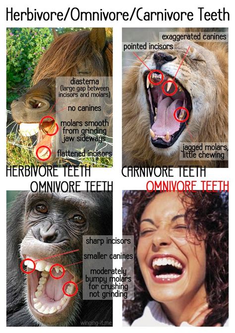 Herbivores Animals Types Of Teeth