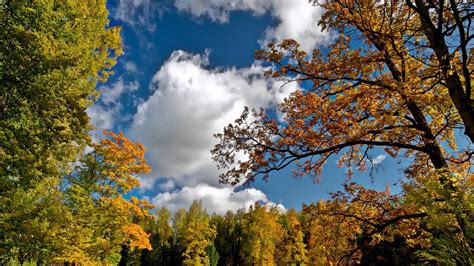 Autumn Sky Trees Landscape Picture Photo Desktop Wallpaper