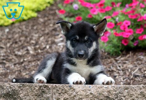 The gerberian shepsky is also known as the german husky and is a hybrid dog that crosses a costs involved in owning a gerberian shepsky. Trooper | Gerberian Shepsky Puppy For Sale | Keystone Puppies