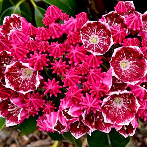 Keepsake Mountain Laurel 3 Gallon Container Lots Of Plants