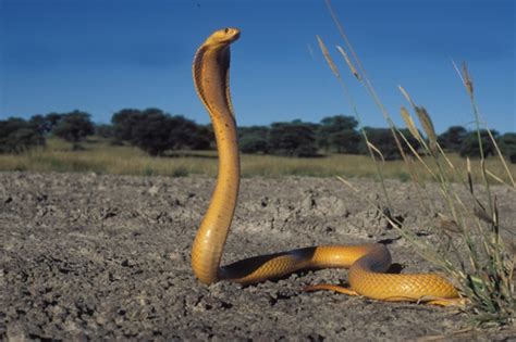 Most Deadly Snakes In South Africa