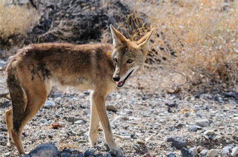 Sightings Of Coyotes Still On The Rise The Critter Team 281 667 0171