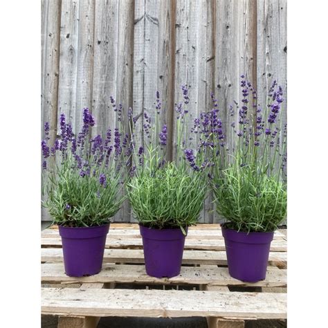 Lavender Plants For Sale English Lavender Plants From