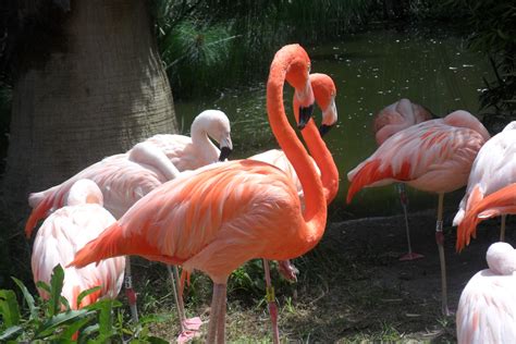 Flamingos Free Stock Photo Public Domain Pictures