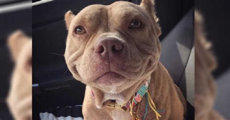 Shortcake The Pit Bull Cant Stop Smiling From Ear To Ear