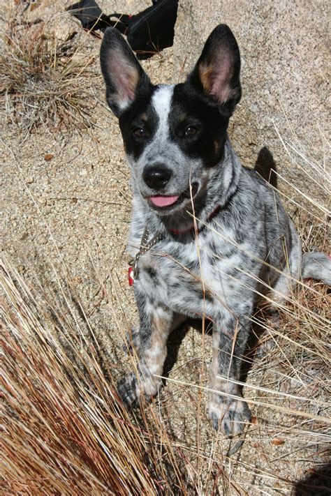 Dingo At His Happiest Hiking Australian Blue Heeler Australian