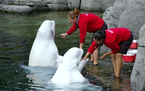 Beluga Whales At Vancouver Aquarium Download Hd Wallpapers And Free Images