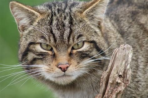 55 Most Popular Names For Tabby Cats Were All About The