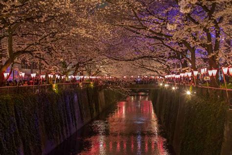 Nakameguro Cherry Blossom Illuminations 2018 Japanistry