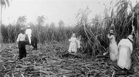 Cuba Sugar Cane
