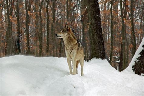 Gray Wolf In West Virginia Wikimedia Commons Timber Wolf Wolf Wild