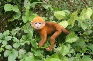10 Images Of Adorable And Highly Endangered Baby Monkeys That Will Melt