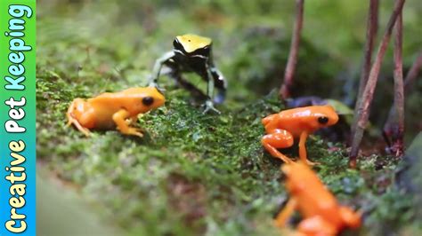 Amazing Tiny Frogs 🐸 Shedd Aquarium Amphibians Exhibit Youtube