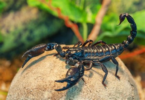 4 Scorpions Found In Las Vegas With Pictures Pet Keen