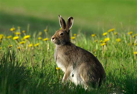 Deadly Disease Found In Irish Hares And Rabbits Public Asked To
