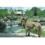 Africa Archives  Cincinnati Zoo & Botanical Garden®