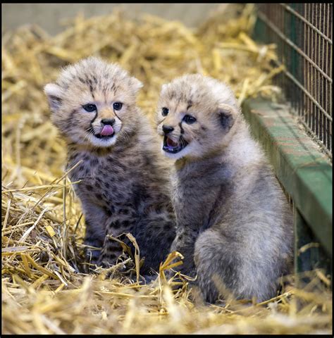 Historic First As Rare Cheetah Cubs Born At Longleat