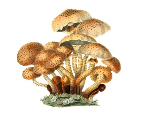Mushrooms Fungi Vintage Art Free Stock Photo Public Domain Pictures