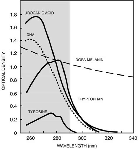 Uvr Absorption Spectra Of Molecules Important To Uv Induced Health