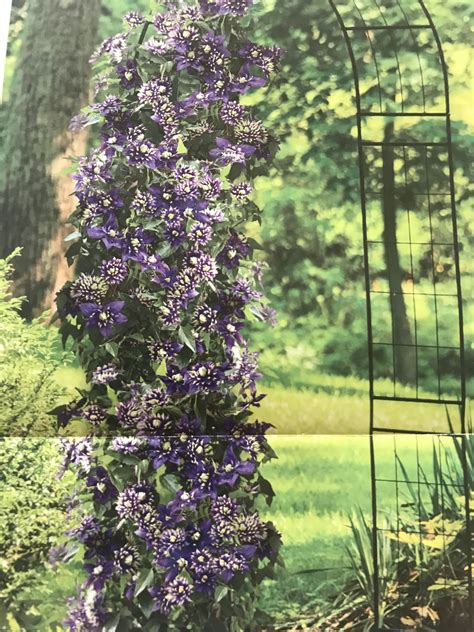 Purple Flowers Growing On The Side Of A Metal Arch In Front Of Trees