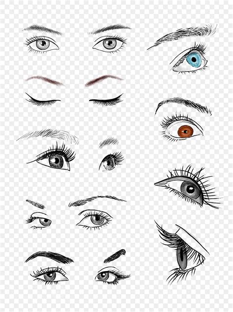 Eye And Eyebrow Png Picture Female Eyes And Eyebrows Free Vector Eyes