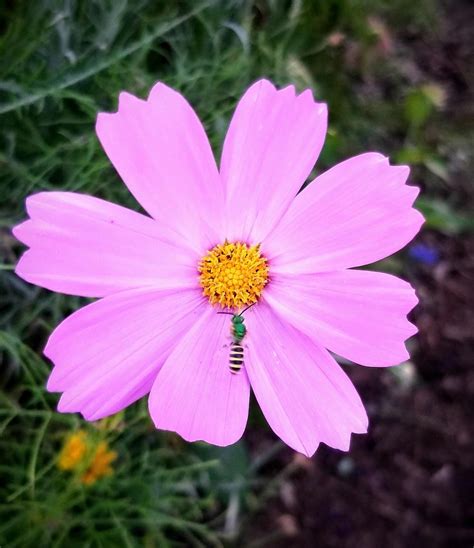 Photo Of The Bloom Of Cosmos Cosmos Bipinnatus Sensation Pinkie
