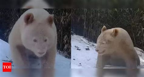 Worlds Only Albino Panda Caught On Camera In China Times Of India