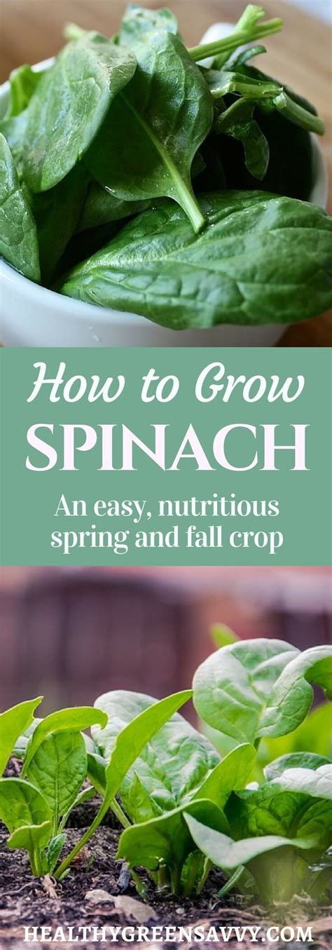 How To Grow Spinach And Why Youd Want To Healthygreensavvy