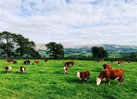 Climate Friendly Farming The Facts About British Meat Countryside Online