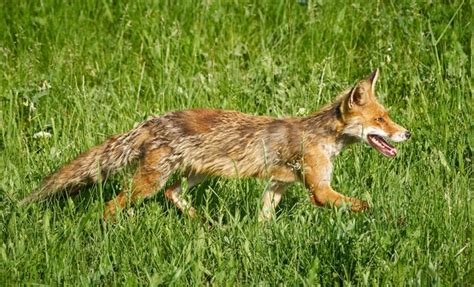 Premium Photo An Adult Fox In The Grass In A Sunny Summer Day
