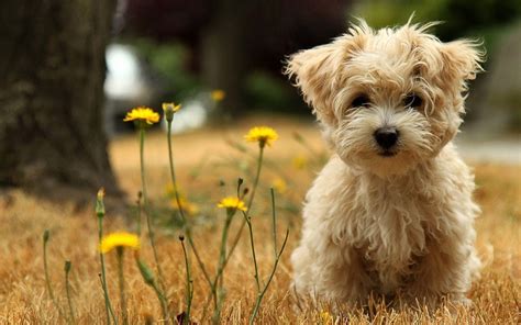 10 Most Popular Cute Puppies Wallpapers For Computer Full Hd 1920×1080