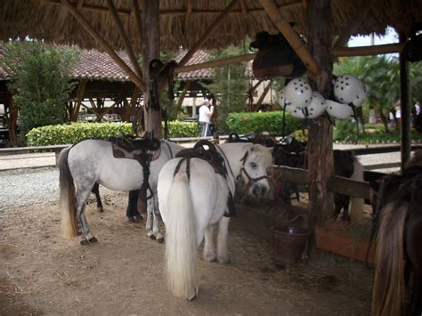 A solo 34 kilómetros de armenia y 56 de pereira, encuentras el primer hotel temático agropecuario del mundo, cuya infraestructura está rodeada de un enorme p. MUNDOMAGICO: Parque Panaca. Armenia Colombia