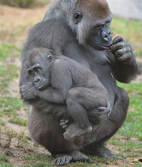 ஜ۩۞۩ஜ Azulestrellla ஜ۩۞۩ஜ Imágenes De Grandes Simios Primates