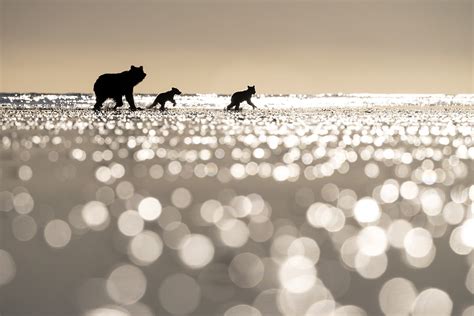 Chris Mclennan Photography — Alaskan Bears Photo Tour