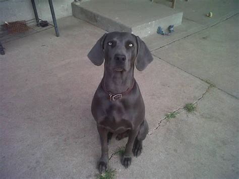 Weimaraner puppies for sale : Weimaraner Puppies- Silver and Blue AKC - Taking Deposits ...