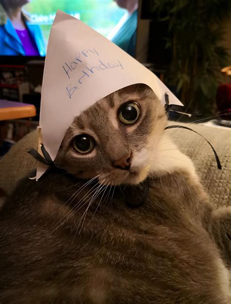 Kitty Cat In Party Hat She Is So Thrilled Cats