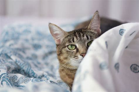 Playful Tabby Cat Hiding On The Bed Stock Image Image Of Interested