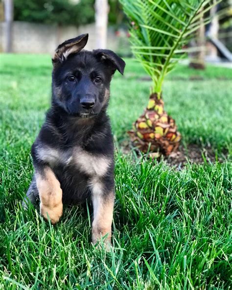 Droll Solid Black German Shepherd Puppies For Sale In California