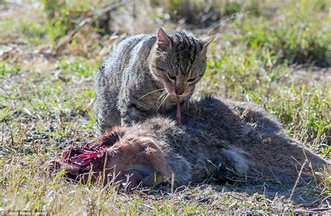 Jessica Marshs Feral Photos Highlight The Feral Animal Problem In