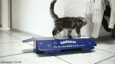 Cat Toy Kitten  Wiffle